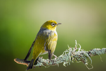 Obraz premium Close up of a silvereye or wax-eye (Zosterops lateralis), also known by its Māori name tauhou, which is a very small omnivorous passerine bird of the south-west Pacific. Recognized by its distinctive 