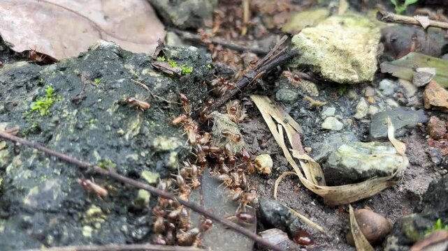 A close-up view of many small ants walking in a clear line across wet ground after rainfall. Small green plants, fallen leaves, and bits of natural debris surround the ants. 