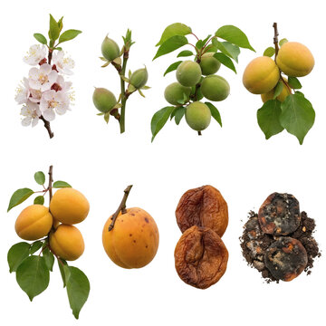 Growth cycle of apricot fruit from flower to rotten stage isolated on transparent background