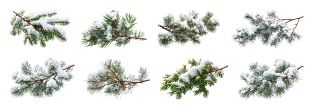PNG Snow covered pine branches on isolated winter foliage set transparent background