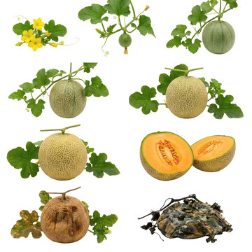 Life cycle of cantaloupe melon from yellow flower and young green fruit to ripe orange flesh and final moldy decomposition stage, set of elements isolated on transparent background.