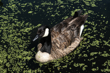 Canada goose swimming in a lake with green growth © Hanna
