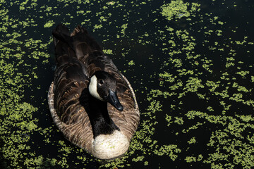 Canada goose, looking at the camera, swimming in a lake with green growth © Hanna