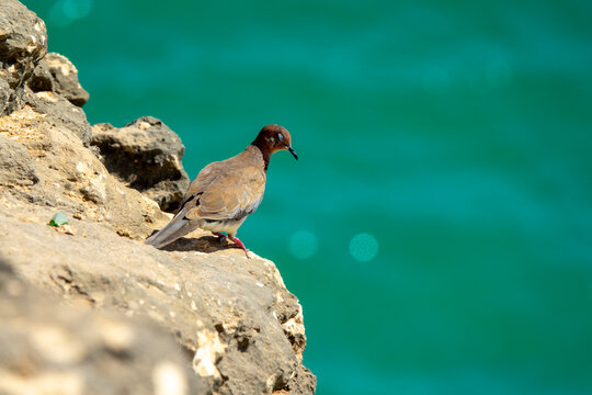 Dove perched on the edge of a limestone cliff with a blurred turquoise sea in the background, Dhofar Governorate, Taqah, Oman