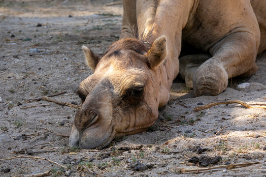 Close-up of a dromedary camel resting with its head lowered to the sandy ground, Dhofar Governorate, Wadi Dirba, Oman