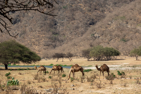 Group of camels grazing beside a stream in a wadi valley surrounded by acacia trees and dry mountains, Dhofar Governorate, Wadi Dirba, Oman