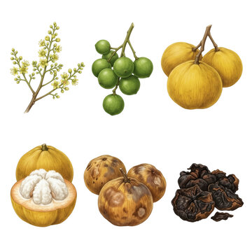 Botanical santol fruit Sandoricum koetjape collection featuring flower, unripe, ripe, sliced pulp, and dried stages, hand-drawn style on transparent background.