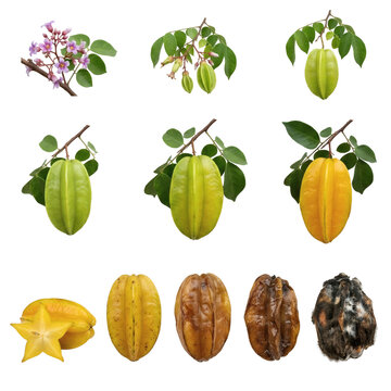 Starfruit life cycle collection from pink blossoms to rotten stages with transparent background. Set includes green unripe, yellow ripe, shriveled, and moldy carambola fruit stages.