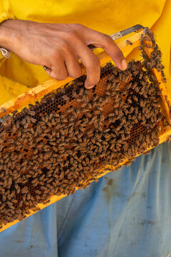 Close-up of a beekeeper's hand using a hive tool to lift a honeycomb frame covered in bees, Dhofar Governorate, Wadi Dirba, Oman