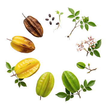 Complete growth cycle of carambola starfruit from seeds and sprouts to ripe and dried fruit in circular layout, isolated on transparent background.