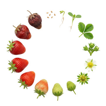 Complete circular life cycle of a strawberry plant from seed to fruit and decay on a transparent background