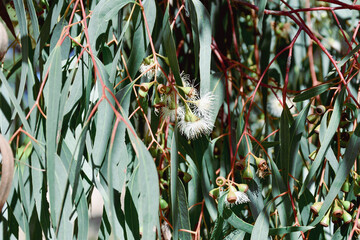 close up of eucalyptus leaves and flowers in australian bushland © Veronica