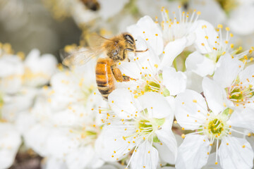 Close up of Apis mellifera or Western Honey Bee collecting pollen and nectar from plum blossoms © Nathan McClunie