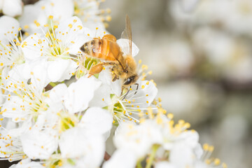Close up of Apis mellifera or Western Honey Bee collecting pollen and nectar from plum blossoms © Nathan McClunie