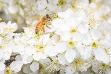 Close up of Apis mellifera or Western Honey Bee collecting pollen and nectar from plum blossoms © Nathan McClunie