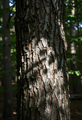 Fototapeta premium Nature conservation and forest ecology, close up of rough tree bark texture with dappled sunlight in a woodland environment for environmental background