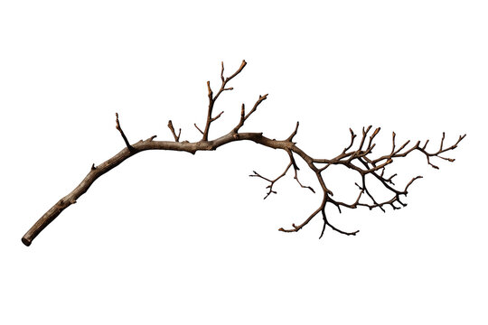 Curved bare tree branch with many twigs