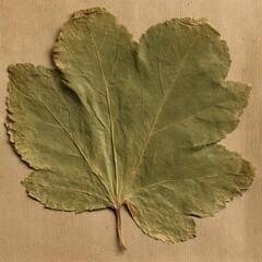 Obraz premium perfectly pressed dried Foxglove leaf, large scale detailed palmate shape and vein network, withered yellow-green color, on textured kraft paper.