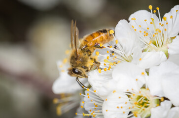 Close up of Apis mellifera or Western Honey Bee collecting pollen and nectar from plum blossoms © Nathan McClunie