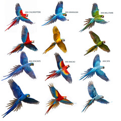 Fototapeta premium collectionne ,ara, en vol, oiseau, silhouette, animal, vecteur, nature, volant, ailes, modèle, conception, icône, empennage, homogène, sauvage, colibri, symbole