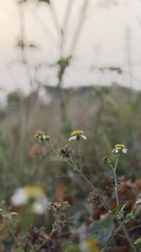Cinematic slow motion of wild flowers swaying in gentle breeze filmed in LOG profile for maximum dynamic range