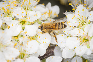 Close up of Apis mellifera or Western Honey Bee collecting pollen and nectar from plum blossoms © Nathan McClunie