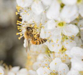 Close up of Apis mellifera or Western Honey Bee collecting pollen and nectar from plum blossoms © Nathan McClunie