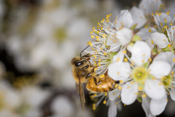 Close up of Apis mellifera or Western Honey Bee collecting pollen and nectar from plum blossoms © Nathan McClunie