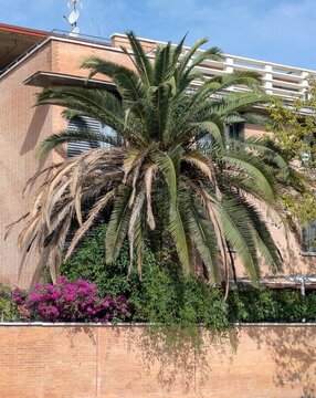 Residencia de vacaciones. Palmera con flores y un arbusto de vegetaci&oacute;n tropical, en el jard&iacute;n de un edificio de ladrillo 