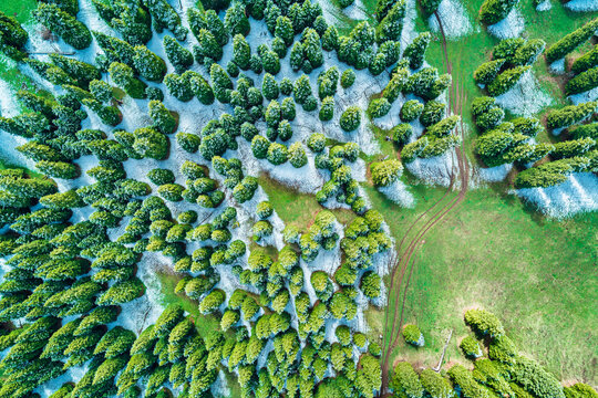 Aerial top view of dense evergreen pine forest with light snow dusting on green grass and dirt tracks under bright sunlight.