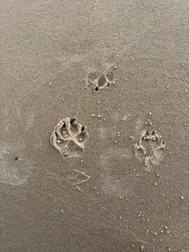 footprint on the sand