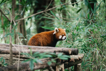 Fototapeta premium A red panda rests on a wooden platform in a bamboo forest in Chengdu China. Panda Valley