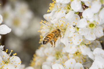Close up of Apis mellifera or Western Honey Bee in flight collecting pollen and nectar from plum blossoms © Nathan McClunie