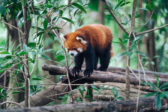 A red panda explores wooden platforms in a lush forest habitat at a Chengdu Panda Valley