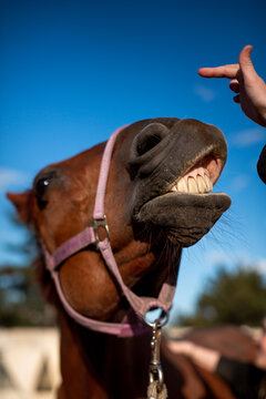 Vertical close-up of a funny chestnut horse with a white star on its forehead showing teeth and lifting lips on command in violet halter against blue sky
