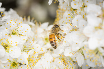 Close up of Apis mellifera or Western Honey Bee collecting pollen and nectar from plum blossoms © Nathan McClunie