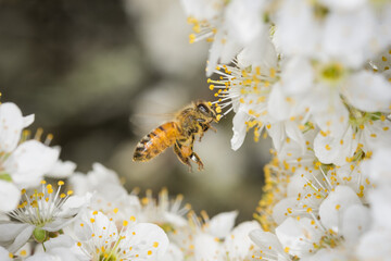 Close up of Apis mellifera or Western Honey Bee in flight collecting pollen and nectar from plum blossoms © Nathan McClunie