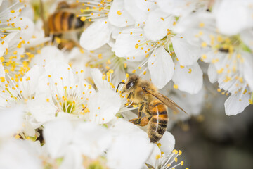 Close up of Apis mellifera or Western Honey Bee collecting pollen and nectar from plum blossoms © Nathan McClunie