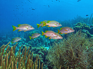 Schoolmaster snapper ,Lutjanus apodus,underwater Bonaire © John Anderson