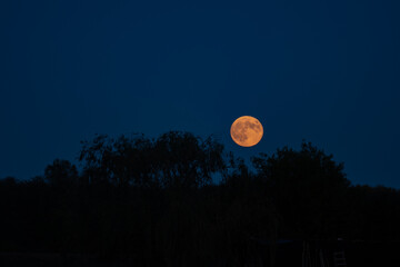 Golden full moon rising over dark tree silhouettes in blue twilight sky. © badescu