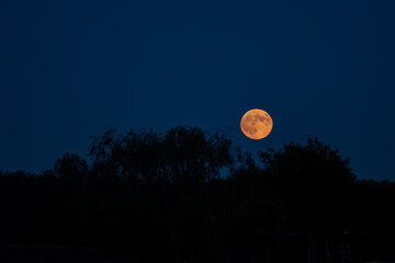 Golden full moon rising over dark tree silhouettes in blue twilight sky. © badescu