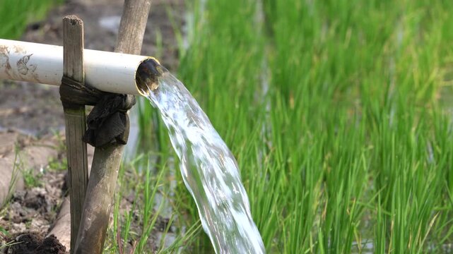 Agricultural irrigation system pumping clear underground water through a PVC pipe into a green rice paddy field. Electric water pump flooding young crops on a lush Asian farm in daylight.