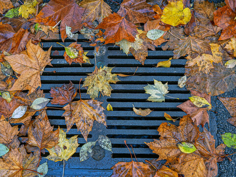 Autumn in Central Park, leaves on storm drain