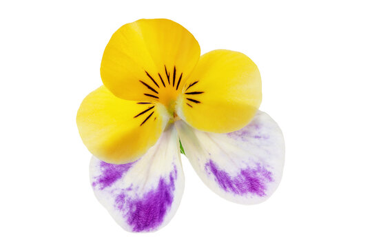 Pansy viola flower isolated on white background