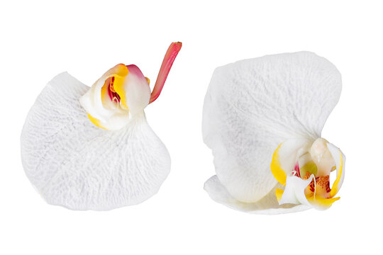 White orchid isolated on white background
