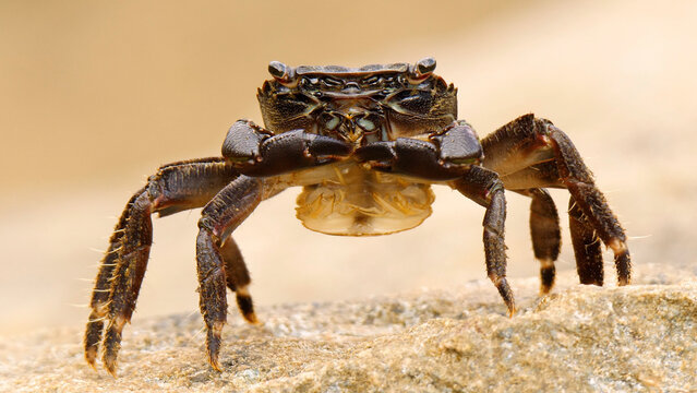 Close-up footage of crab, a marine invertebrate.