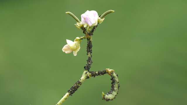 Close-up image of aphid colony on green background.