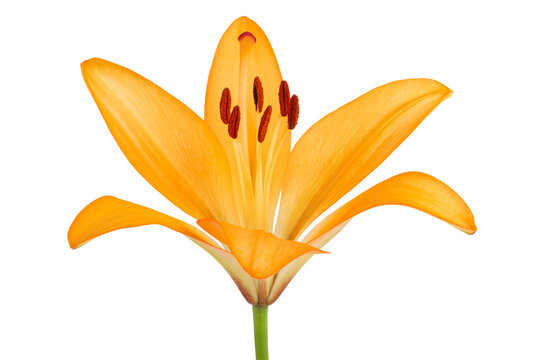 orange lily flower isolated on white background