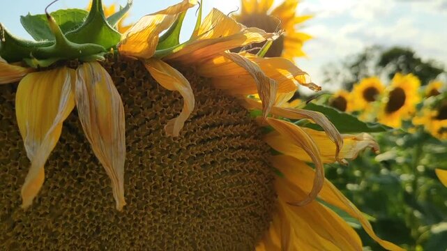 Horizontal extreme close-up shot panning across textured seed center of blooming sunflower with bright glare and rural landscape in background.