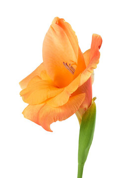 Orange gladiolus flower isolated on white background